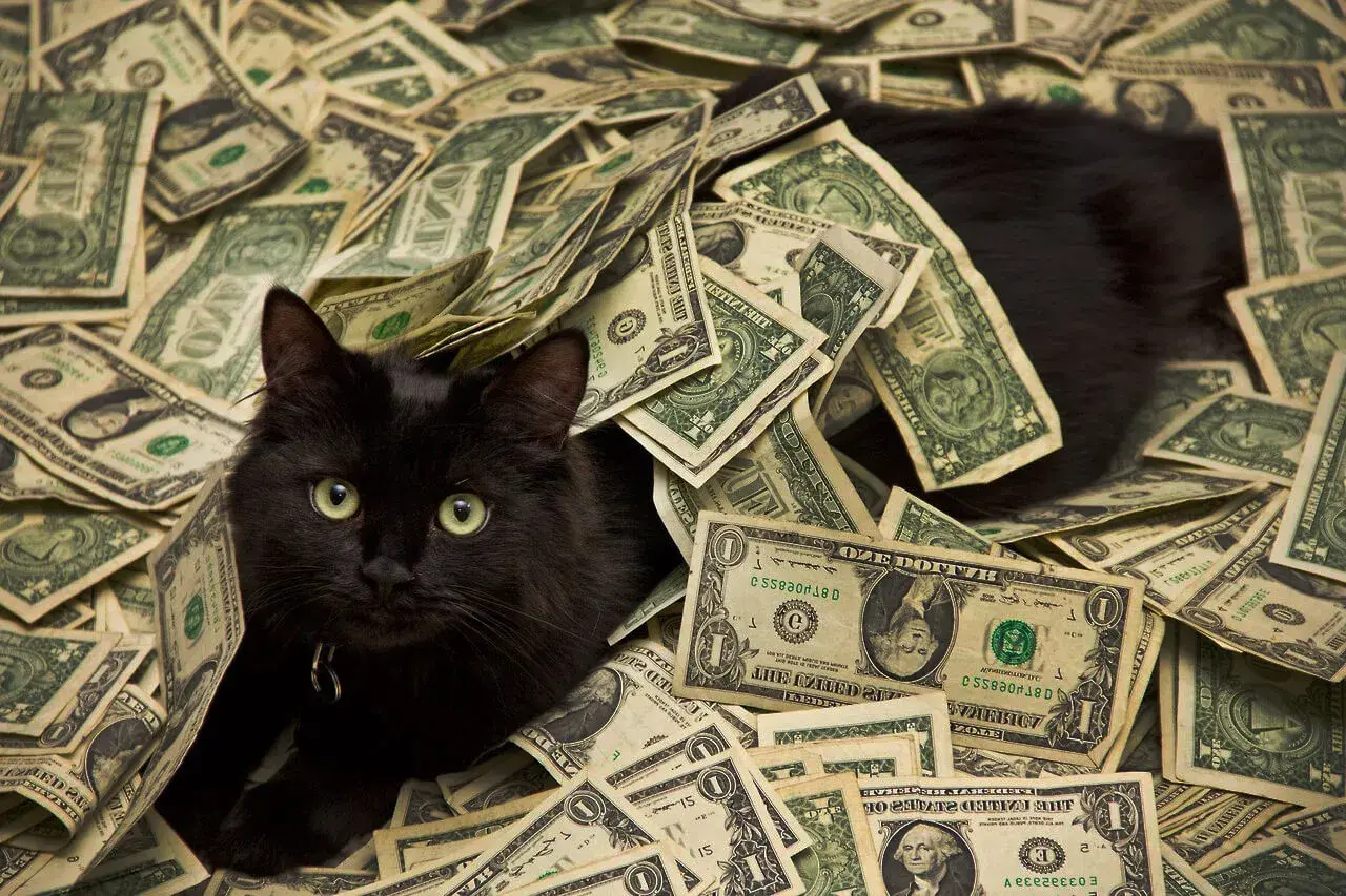 A black cat swimming in money